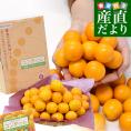静岡県 JAしみず 金柑「コンターレ」赤秀品 約1キロ 3Lサイズ以上 送料無料 きんかん 柑橘 こん太 市場発送