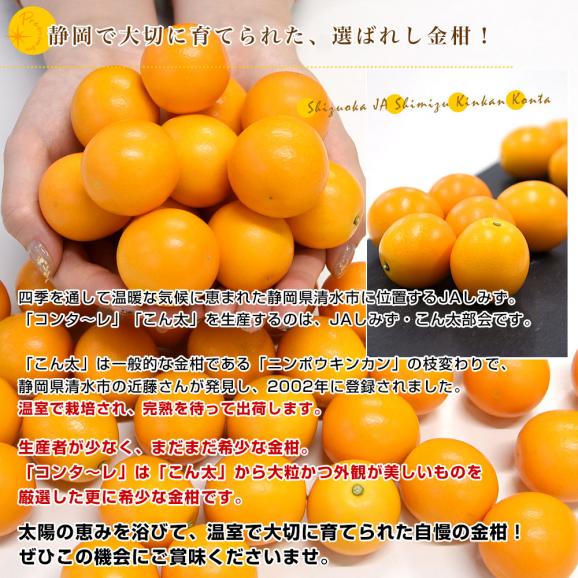 静岡県 JAしみず 金柑「コンターレ」赤秀品 約1キロ 3Lサイズ以上 送料無料 きんかん 柑橘 こん太 市場発送05