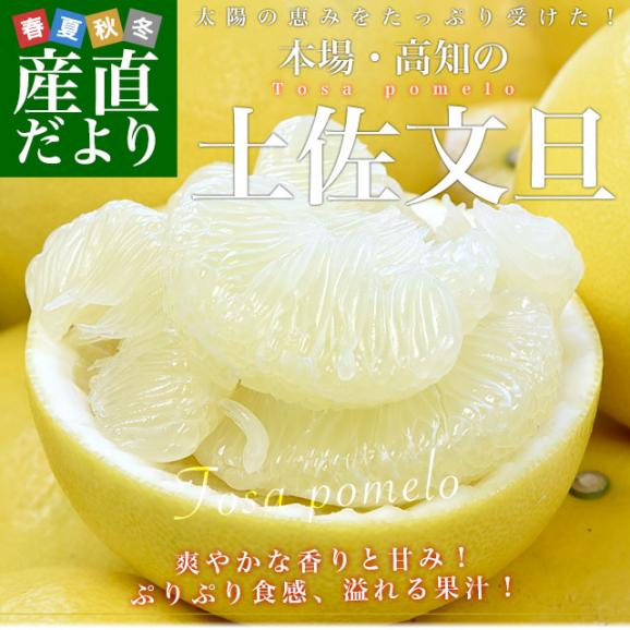 高知県産 JA高知県 土佐文旦 約10キロ 2Lサイズ（20玉から21玉）送料無料 柑橘 柑橘 ぶんたん 文旦 市場発送02