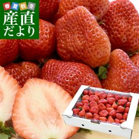福岡県から産地直送 福岡県八女 指定農場のあまおう 約1.2キロ（不揃い）送料無料 クール便 苺 イチゴ いちご