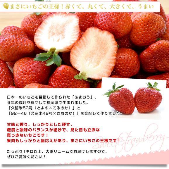 福岡県から産地直送 福岡県八女 指定農場のあまおう 約1.2キロ（不揃い）送料無料 クール便 苺 イチゴ いちご04
