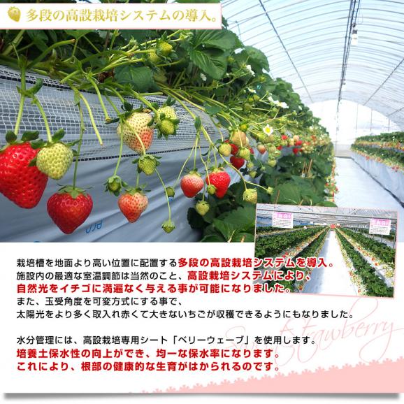 福岡県から産地直送 福岡県八女 指定農場のあまおう 約1.2キロ（不揃い）送料無料 クール便 苺 イチゴ いちご05
