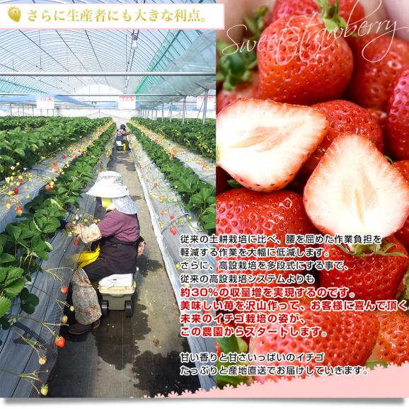 福岡県から産地直送 福岡県八女 指定農場のあまおう 約1.2キロ（不揃い）送料無料 クール便 苺 イチゴ いちご06