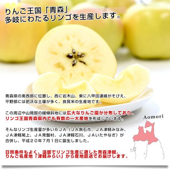 青森県 JA津軽みらい こうこう 約3キロ(8玉から11玉入り)  特A 送料無料 林檎 りんご リンゴ 市場発送05