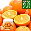鹿児島県産 JA種子屋久 屋久島のたんかん 約2.8キロ MからSサイズ (22玉から28玉前後) 送料無料 柑橘 オレンジ タンカン 市場発送