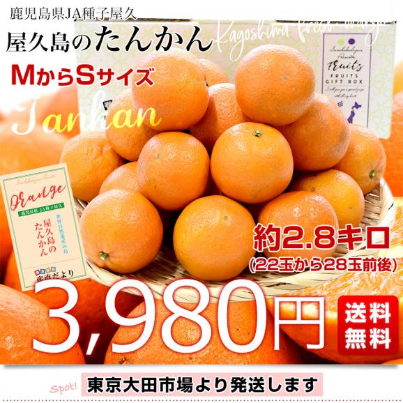 鹿児島県産 JA種子屋久 屋久島のたんかん 約2.8キロ MからS 鹿児島県産 JA種子屋久 屋久島のたんかん 約2.8キロ MからS