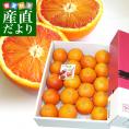 愛媛県より産地直送 JAえひめ南 ブラッドオレンジ  秀品 3キロ (18玉から20玉前後) 柑橘 国産オレンジ 国産ブラッド 送料無料