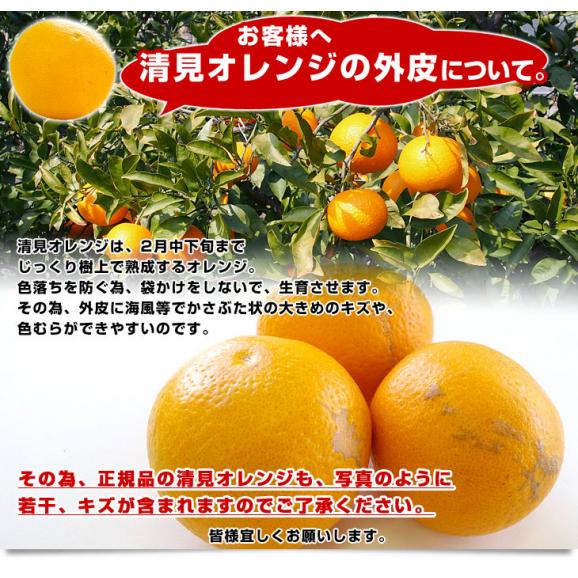 和歌山県 JAありだ 清見オレンジ 約2.8キロ(15玉前後) ＬからＭサイズ 送料無料 柑橘 おれんじ 市場発送05