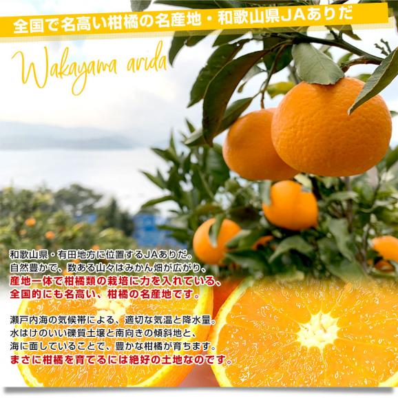 和歌山県 JAありだ 清見オレンジ 約2.8キロ(15玉前後) ＬからＭサイズ 送料無料 柑橘 おれんじ 市場発送06