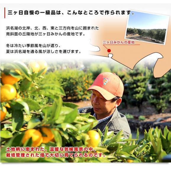 静岡県より産地直送  JAみっかび 三ケ日みかん 誉れ  2Lサイズ 約3.5キロ ミカン 蜜柑 みかん　送料無料04