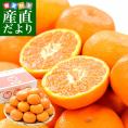 静岡県産 JAなんすん 西浦柑橘出荷部会 寿太郎みかん 約2.5キロ LからMサイズ（20玉から25玉前後） みかん ミカン 市場発送