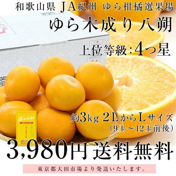 和歌山県産 JA紀州 ゆら選果場 ゆらはっさく 木成り八朔 上級等級：4つ星 ２LからLサイズ 約3キロ (9玉から12玉) 送料無料 由良はっさく ゆら八朔 市場発送03
