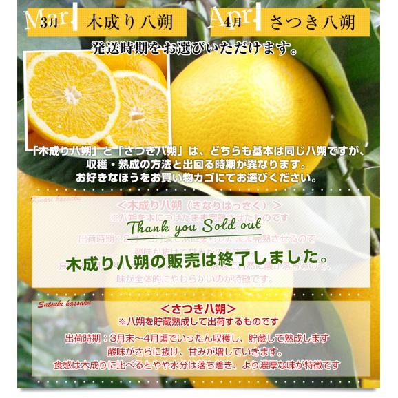 和歌山県産 JAわかやま ゆら選果場 ゆら八朔 上級等級：4つ星 ２LからLサイズ 約3キロ (9玉から12玉) 送料無料 由良はっさく 市場発送06