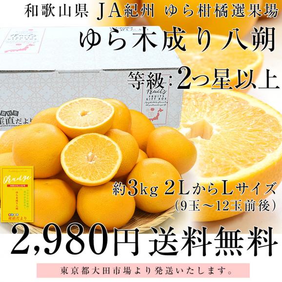 和歌山県 JA紀州 ゆら選果場 ゆらはっさく 木成り八朔 等級：2つ星以上 ２LからLサイズ 3キロ (9玉から12玉) 送料無料 由良はっさく ゆら八朔 市場発送03
