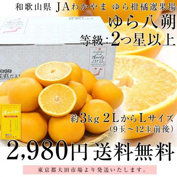 和歌山県産 JAわかやま ゆら選果場 ゆら八朔 等級:2つ星 2LからLサイズ 約3キロ (9玉から12玉) 送料無料 由良はっさく 市場発送03
