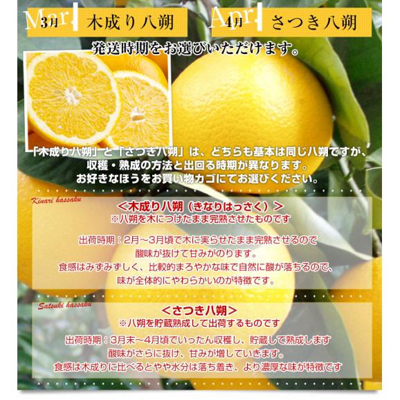 和歌山県産 JAわかやま ゆら選果場 ゆら八朔 等級:2つ星 2LからLサイズ 約3キロ (9玉から12玉) 送料無料 由良はっさく 市場発送06