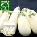 高知県芸西村産 南風クラブの白なす 2LからLサイズ　約1.6キロ（8本入） ナス 茄子 市場発送 ※クール便