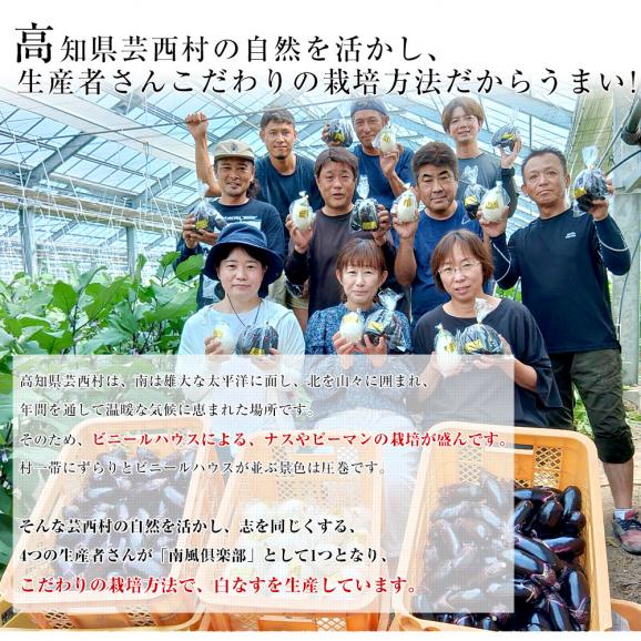 高知県芸西村産 南風クラブの白なす 2LからLサイズ　約1.6キロ（8本入） ナス 茄子 市場発送 ※クール便05