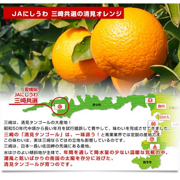 愛媛県より産地直送 JAにしうわ 三崎共選 清見オレンジ 約3キロ (8玉から10玉前後) 3Lから４Lサイズ 送料無料 柑橘 オレンジ 西宇和04