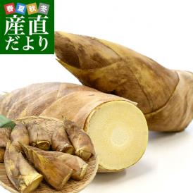 旬のたけのこを圧倒プライスで大奉仕！薫り高い風味、心地よい食味です。