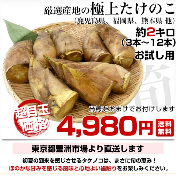 厳選産地の極上たけのこ 約2キロ（3本から12本）鹿児島県 熊本県 福岡県産 他 クール便 タケノコ 孟宗竹 市場発送　送料無料03