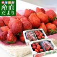 群馬県 JA利根沼田 やよいひめ 約1キロ (2箱) A品または2LからLサイズ 送料無料 いちご 苺 ストロベリー 市場発送 クール便