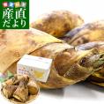 静岡県清水区産 丸共岡崎商店 両河内のたけのこ 約2キロ Ｌサイズ(5本から7本) 送料無料 たけのこ 筍 竹の子 市場発送 クール便