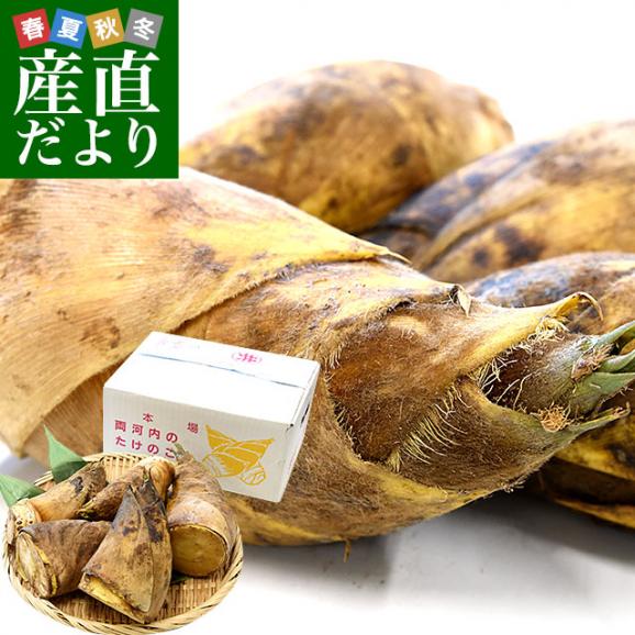 予約販売】5kg ご家庭用 生たけのこ □4/10前後より発送予定
