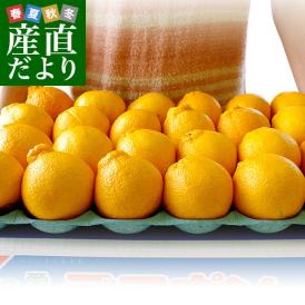 愛媛県 JAにしうわ 貯蔵デコポン  3LからLサイズ 5キロ（18玉から24玉前後）送料無料 でこぽん 柑橘 オレンジ 西宇和