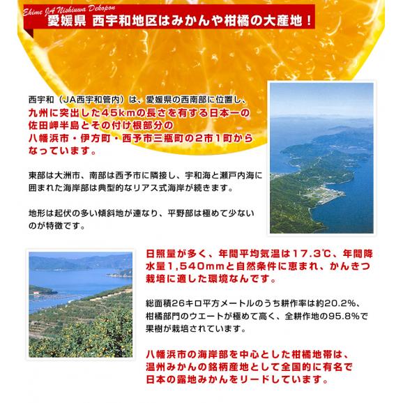 愛媛県 JAにしうわ 貯蔵デコポン  3LからLサイズ 5キロ（18玉から24玉前後）送料無料 でこぽん 柑橘 オレンジ 西宇和06