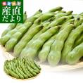 鹿児島県産　そらまめ 約2キロ　Ｌサイズ（35本から40本前後）送料無料 ソラマメ そらまめ クール便