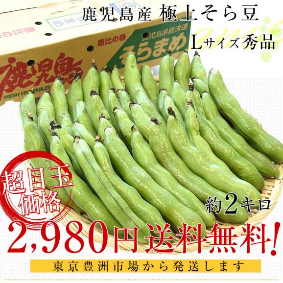 鹿児島県産　そらまめ 約2キロ　Ｌサイズ（35本から40本前後）送料無料 ソラマメ そらまめ クール便03