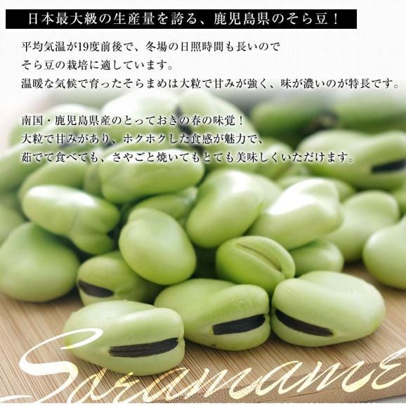 鹿児島県産　そらまめ 約2キロ　Ｌサイズ（35本から40本前後）送料無料 ソラマメ そらまめ クール便05