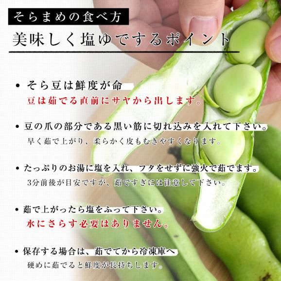 鹿児島県産　そらまめ 約2キロ　Ｌサイズ（35本から40本前後）送料無料 ソラマメ そらまめ クール便06