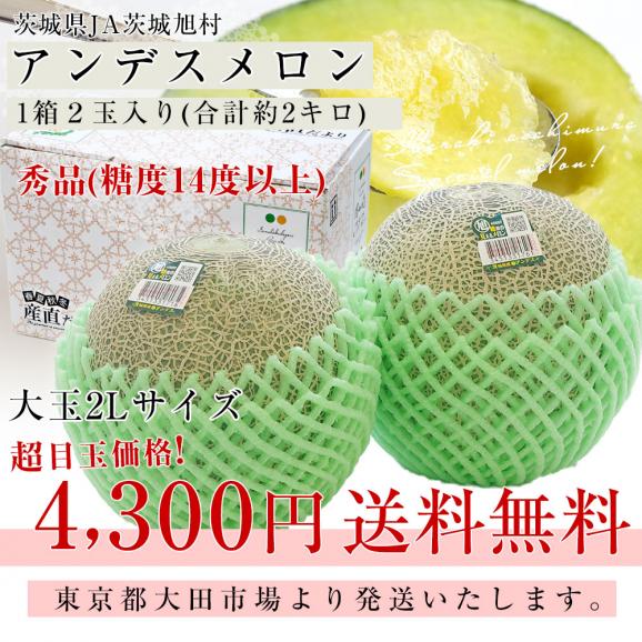 茨城県産 JA茨城旭村 アンデスメロン 秀品 2玉入り (合計約2キロ) 2Lサイズ 送料無料 青肉 めろん メロン03