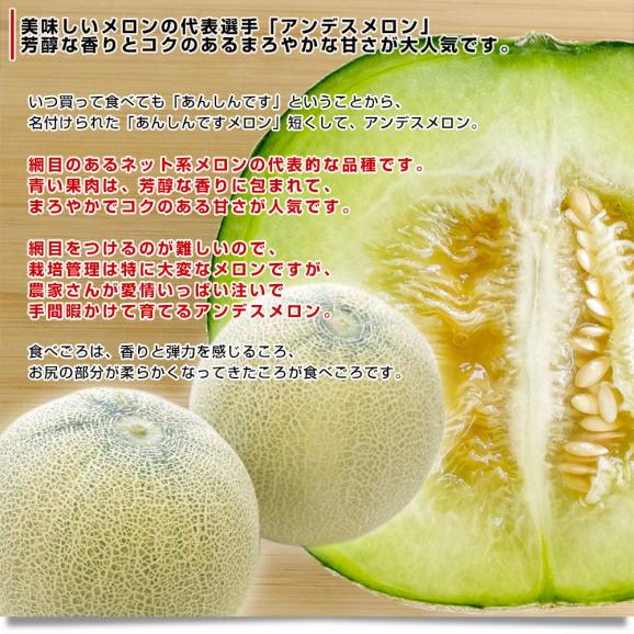 茨城県産 JA茨城旭村 アンデスメロン 秀品 2玉入り (合計約2キロ) 2Lサイズ 送料無料 青肉 めろん メロン04