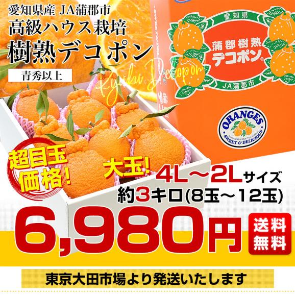 愛知県産 JA蒲郡市 ハウス栽培 樹熟デコポン 青秀以上 大玉 4Lから2L 約3キロ (8玉から12玉) 送料無料 でこぽん 柑橘 オレンジ 市場発送03