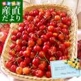 父の日ギフト 山形県より産地直送 さくらんぼ佐藤錦 大粒Lサイズ　たっぷり1.2キロ (約300g×4P入) 送料無料 送料無料 父の日プレゼント　クール便　サクランボ