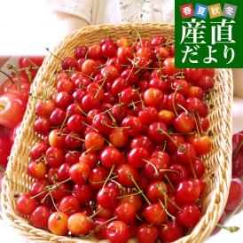 山形県より産地直送！ ご家庭用さくらんぼ 佐藤錦 大ボリューム1.2キロ ○秀品Ⅼサイズ（300g×4パック） 送料無料 クール便　サクランボ　桜桃