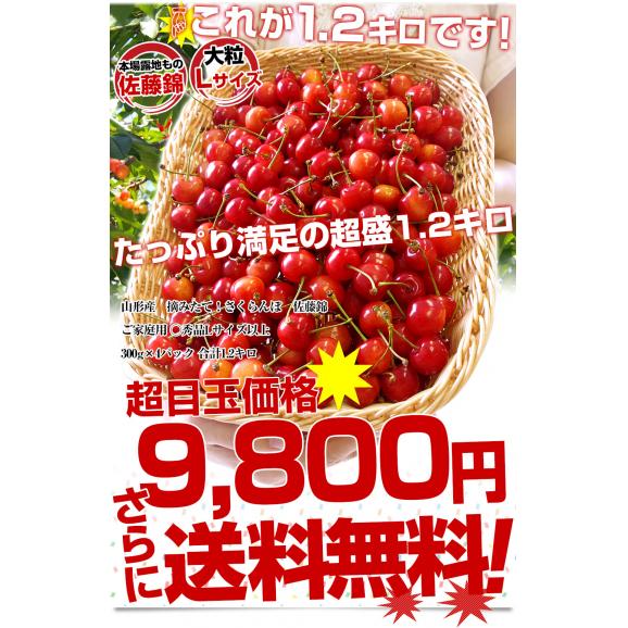 山形県より産地直送！ ご家庭用さくらんぼ 佐藤錦 大ボリューム1.2キロ ○秀品Ⅼサイズ（300g&times;4パック） 送料無料 クール便　サクランボ　桜桃03
