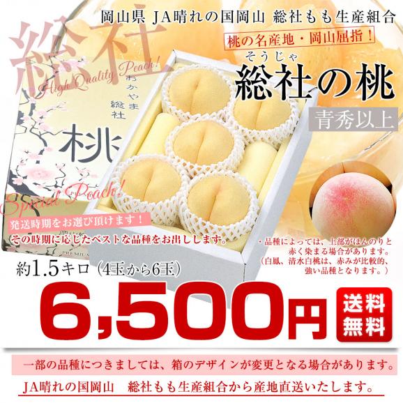 岡山県から産地直送 JA晴れの国岡山 総社もも生産組合 時期が選べる総社(そうじゃ)の桃　青秀以上 約1.5キロ前後 (4玉から6玉) 送料無料 桃 モモ もも ピーチ ギフト 夏ギフト お中元 御中03