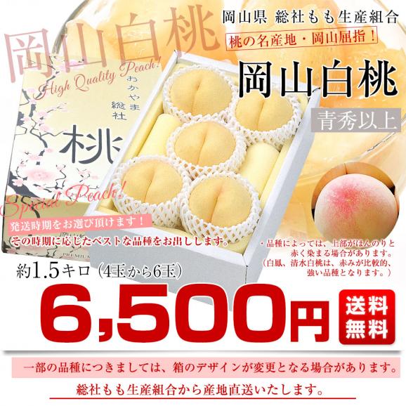岡山県から産地直送 総社もも生産組合 岡山白桃 青秀以上 約1.5キロ (4玉から6玉) 送料無料 桃 モモ もも ピーチ お中元 ギフト03
