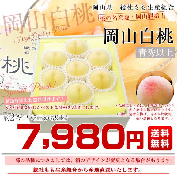岡山県から産地直送 JA晴れの国岡山 総社もも生産組合 岡山白桃 青秀以上 約2キロ (5玉から9玉) 送料無料 桃 モモ もも ピーチ お中元 ギフト03