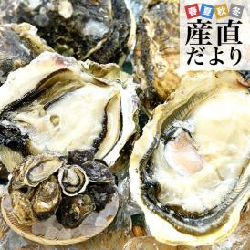 長崎県より産地直送 生食用 真牡蠣＆岩牡蠣セット 合計1.5キロ以上（各種5個入り）送料無料 新上五島町 生牡蠣 カキ