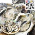 長崎県より産地直送 生食用 岩牡蠣 合計1.5キロ以上(10個入り) 送料無料 新上五島町 生牡蠣 カキ 生カキ