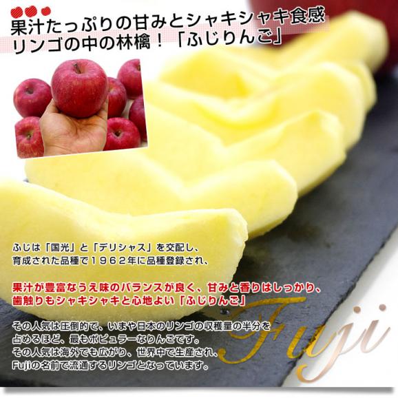 青森県より産地直送 高木商店 マルタカブランド 高木のふじりんご CA貯蔵品 味優先の理由あり 約5キロ (16玉から20玉) 送料無料 林檎 リンゴ ※クール便04