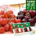 【遅れてごめんね】父の日ギフト チェリー食べ比べギフトBOX アメリカンチェリー「ビング種」大玉約200g・山形さくらんぼ「佐藤錦」秀品Ｍサイズ以上約200g　送料無料 チェリー サクランボ　桜桃
