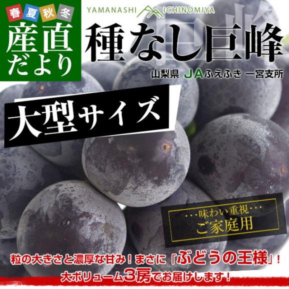 山梨県産JAふえふき一宮支所 ご家庭用に最適！大型サイズ種なし巨峰 約1.5キロ (3房入り) 送料無料 葡萄 ぶどう 黒ぶどう ※クール便02
