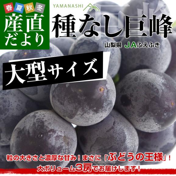 山梨県産JAふえふき　大型サイズ　種なし巨峰 赤秀以上 約1.5キロ (3房入り) 送料無料 葡萄 ぶどう 黒ぶどう ※クール便02