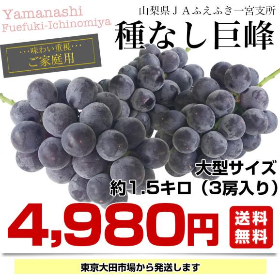 山梨県産JAふえふき一宮支所 ご家庭用に最適！大型サイズ種なし巨峰 約1.5キロ (3房入り) 送料無料 葡萄 ぶどう 黒ぶどう ※クール便03
